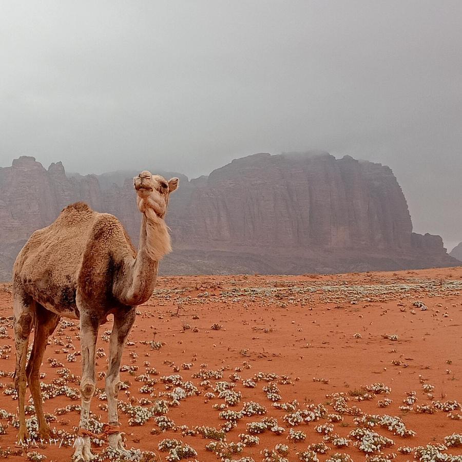 Hotel Golden Day Wadi Rum Exteriér fotografie